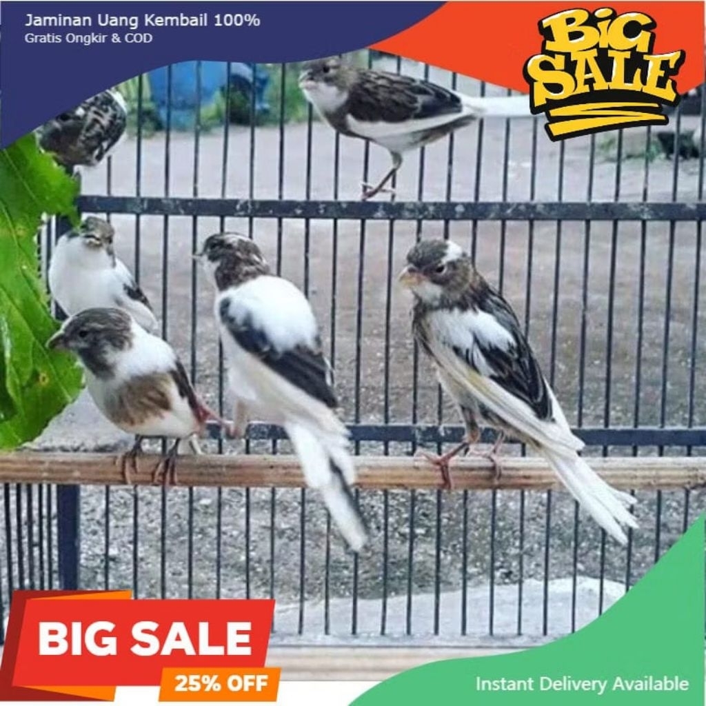 BURUNG KENARI PANDA BETINA SIAPAN pilihan