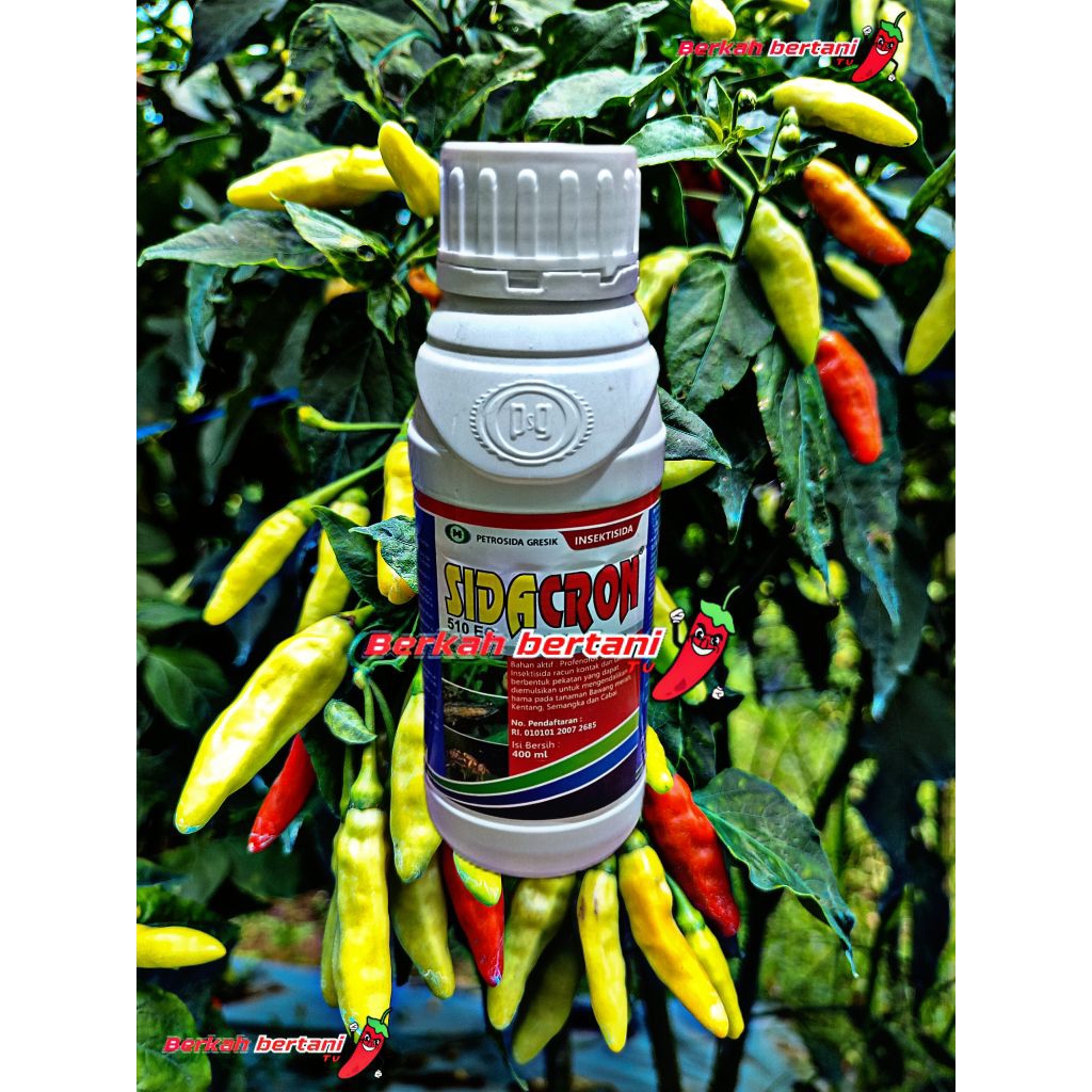 Insektisida Sidacron 510Ec 400ml curacrun Rumba