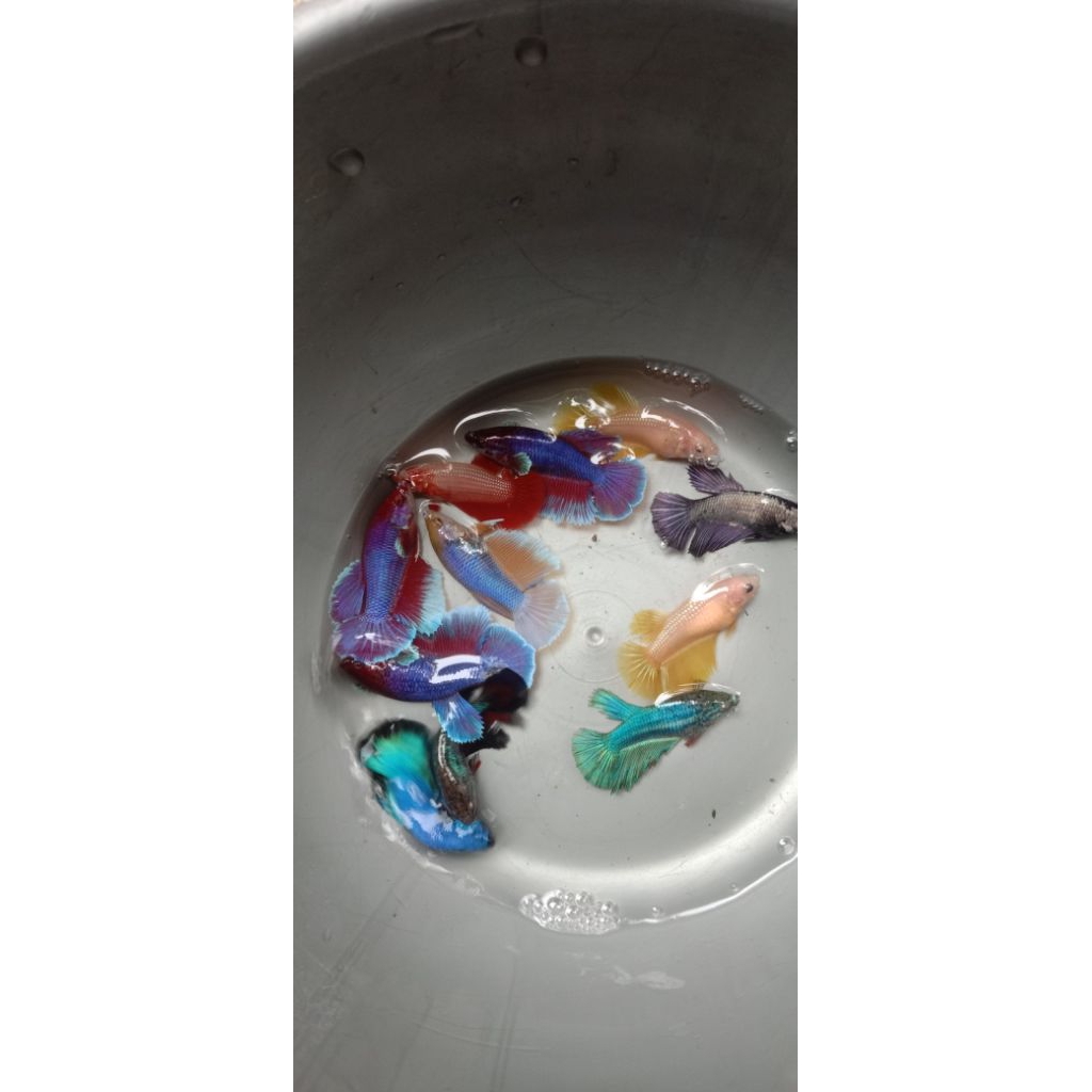 CUPANG BETINA INDUKAN