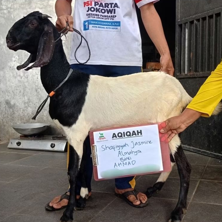BETINA CACAH GOSEND INSTAN Kambing Aqiqah / Domba Aqiqah / Kambing murah / Domba murah / Kambing Bet