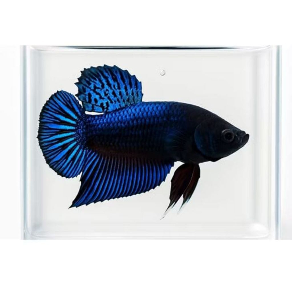 hiasan akuarium cupang bagan super ganas RANDOM