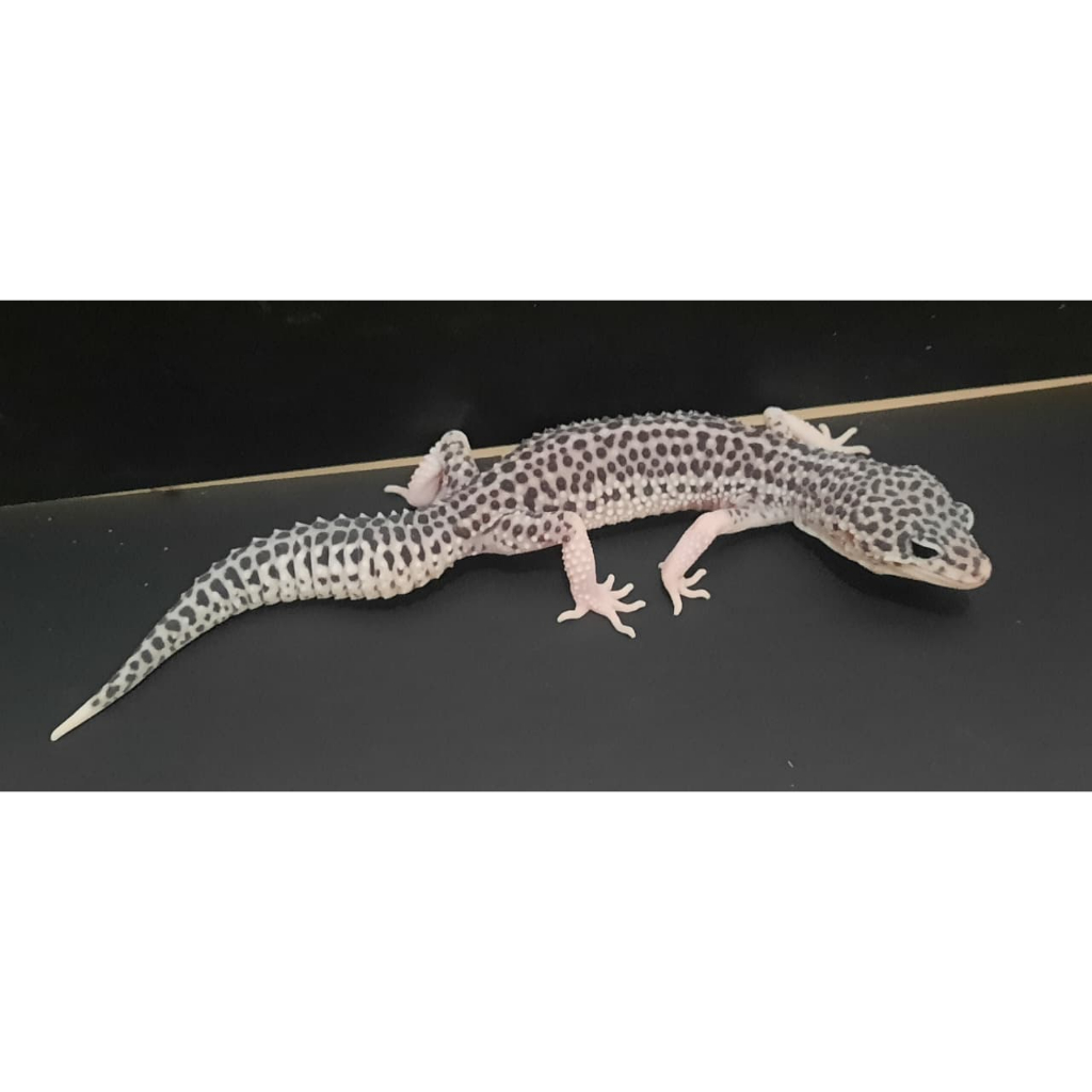 MAINAN SSE PIED GECKO LEOPARD T