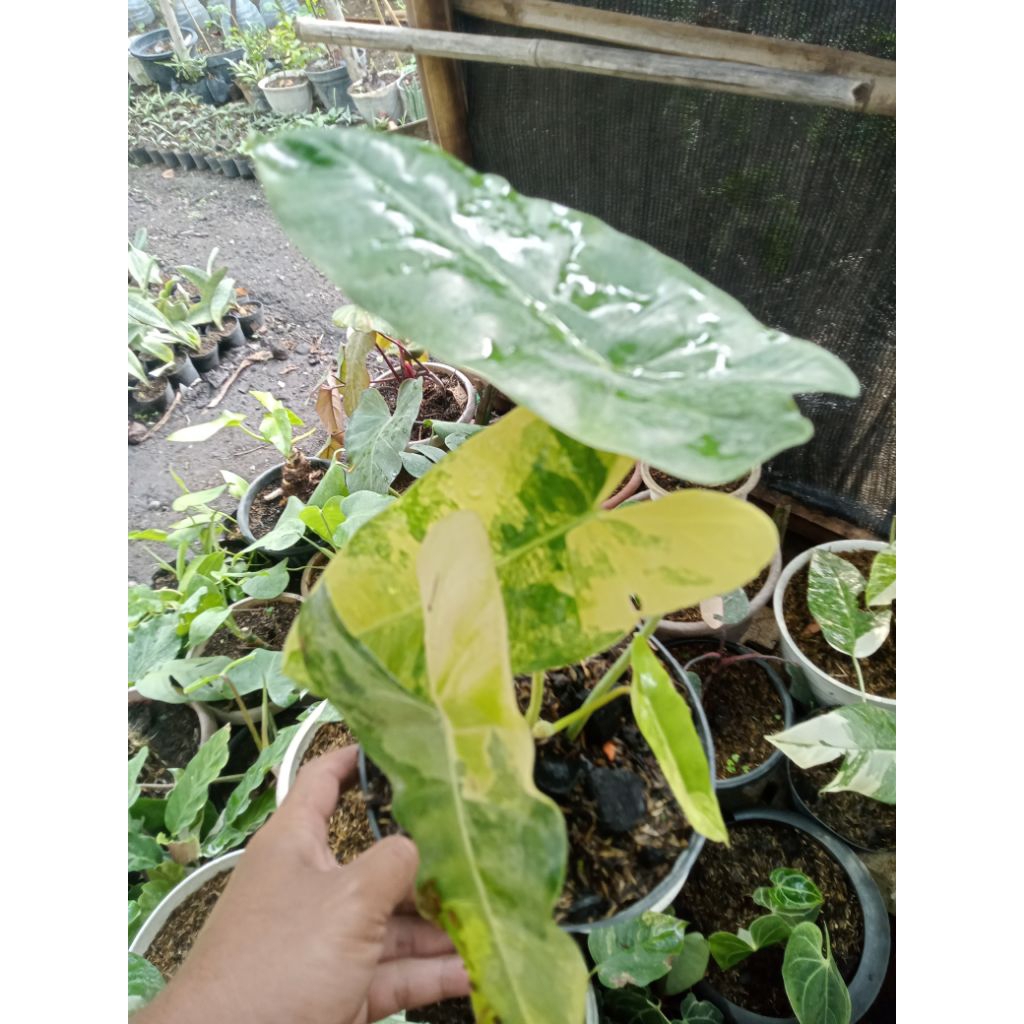 Philo Burlemax varigata
