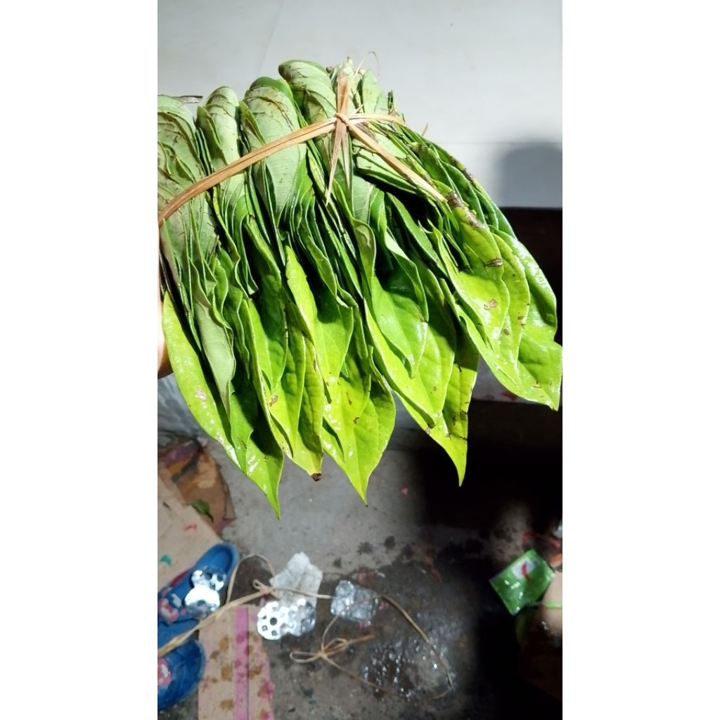 sirih/medan/satu/ikat