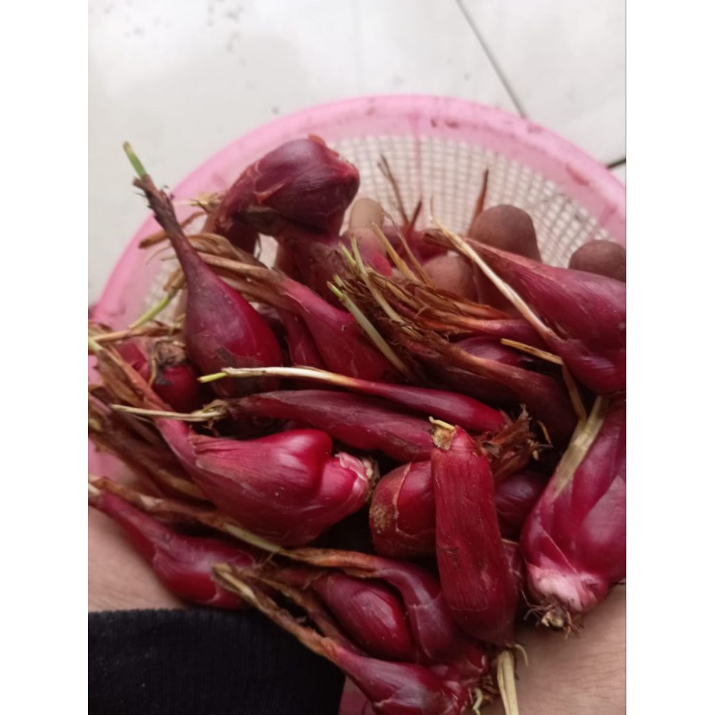bawang dayak bawang basah segar 1kg