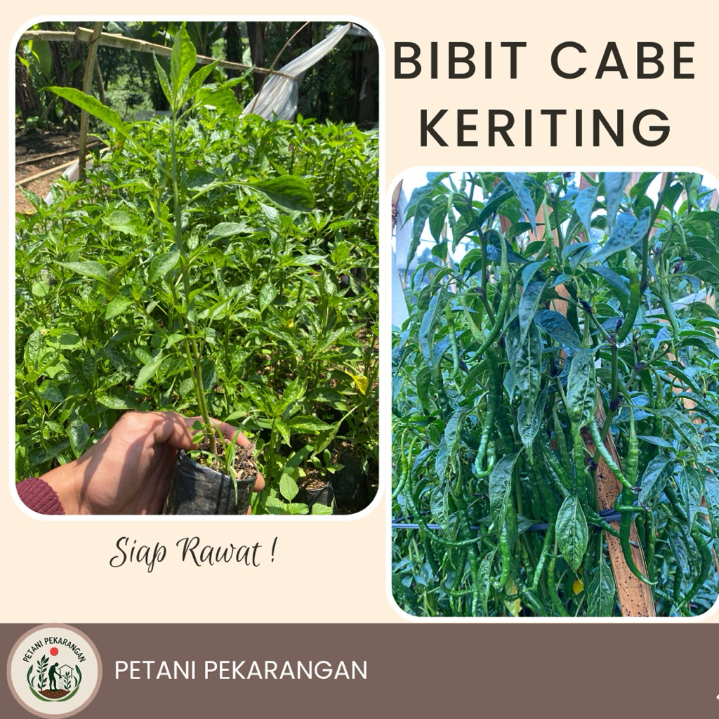 BIBIT TANAMAN CABE MERAH KRITING PER POLYBAG
