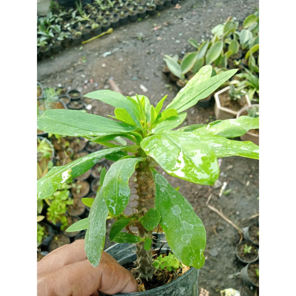 Euphorbia milii kuning