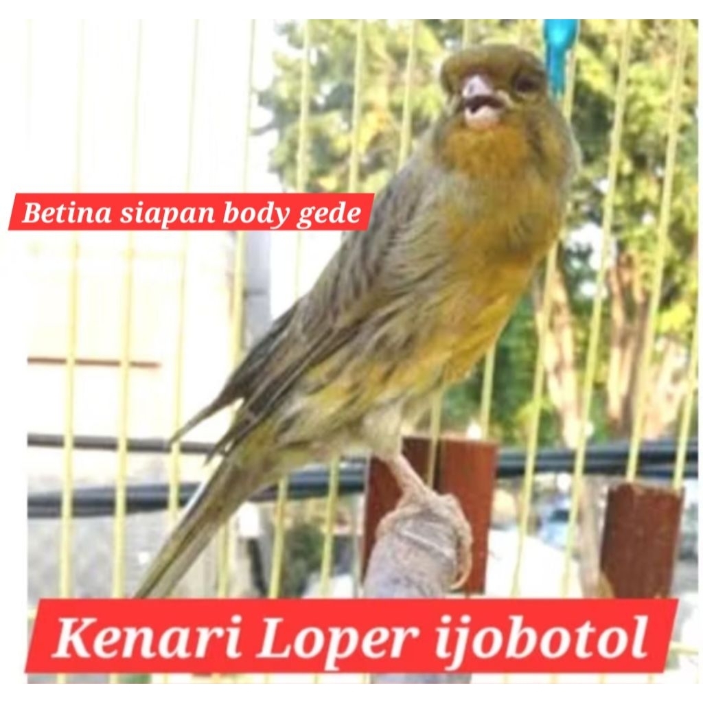 kenari loper ijobotol ijo botol betina siapan