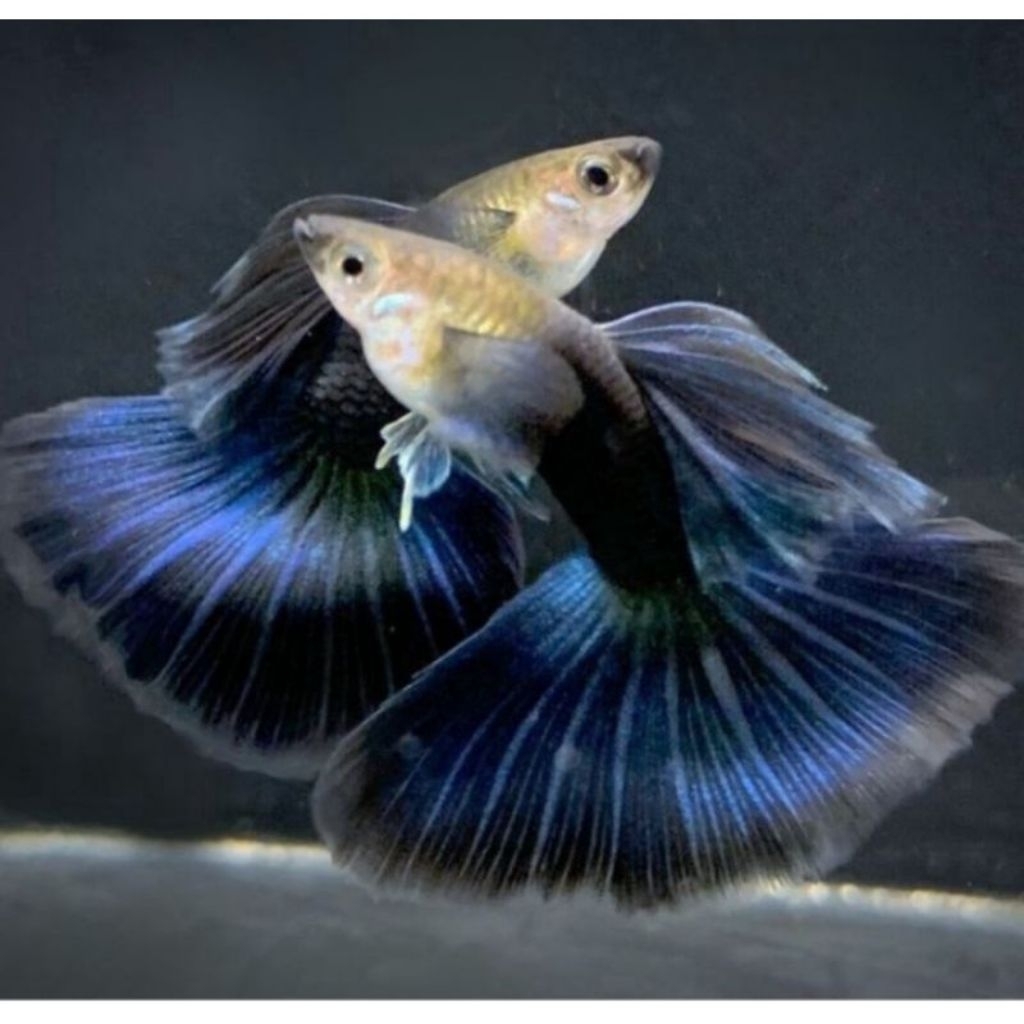 hiasan aquarium - guppy hb blue sepasang