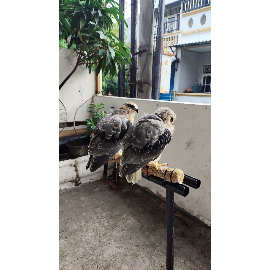 Alap Alap bwk/alap alap tikus