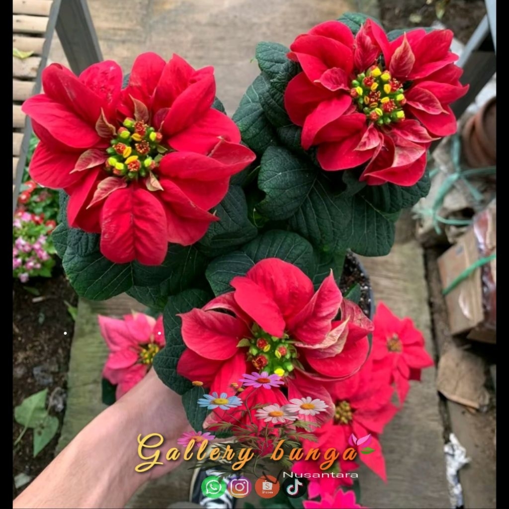 Kastuba mawar cantik