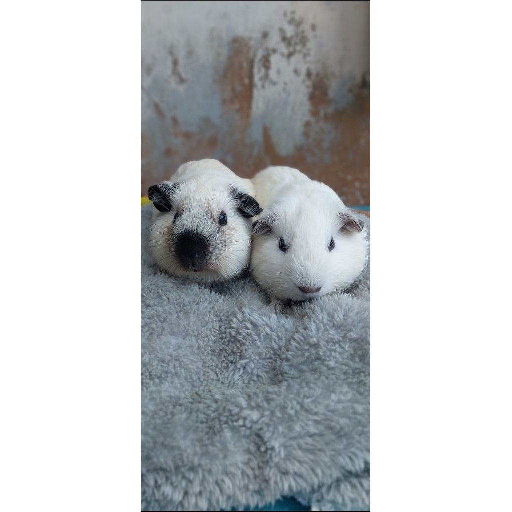 Paket Marmut Hias American California GuineaPig Lucu