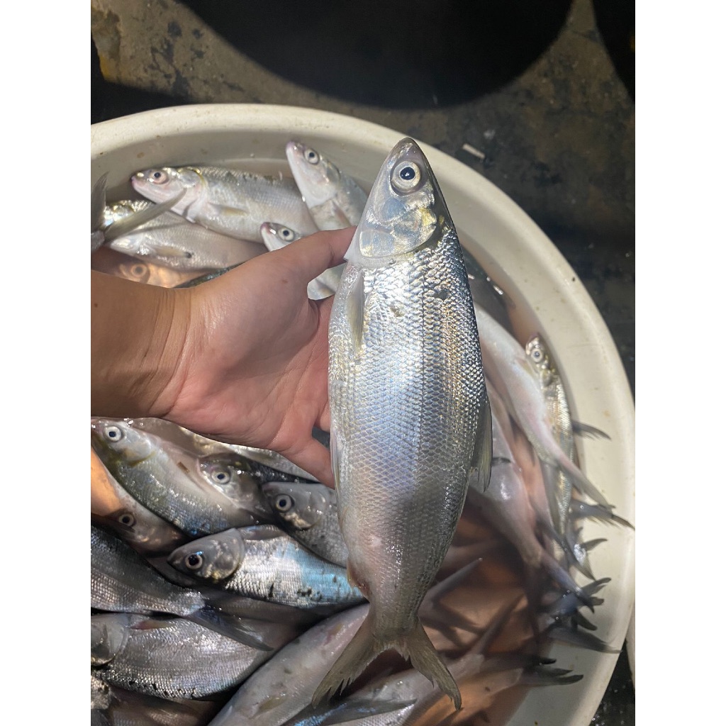 Ikan Bandeng Segar / Ikan Bandeng Fresh / Ikan Bandeng 1kg