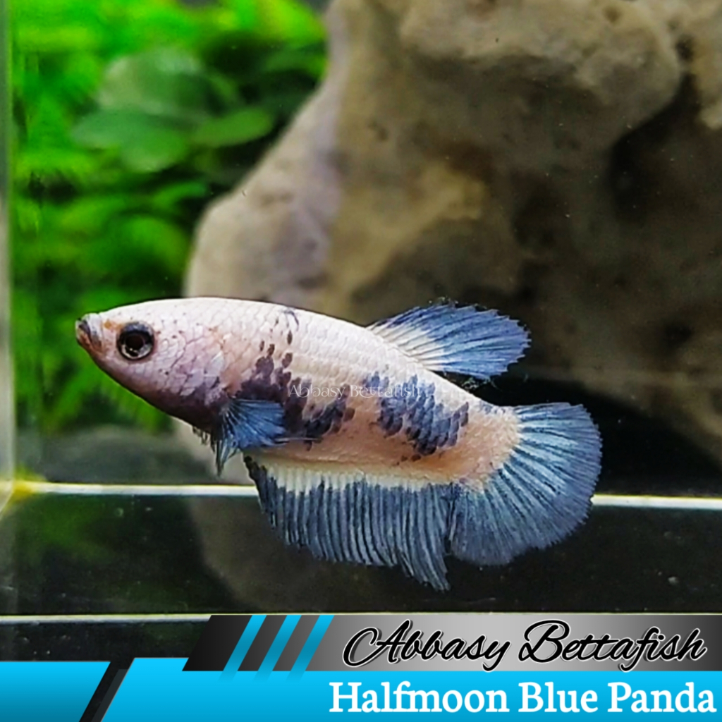 Halfmoon Blue Panda Female/Betina Real 01
