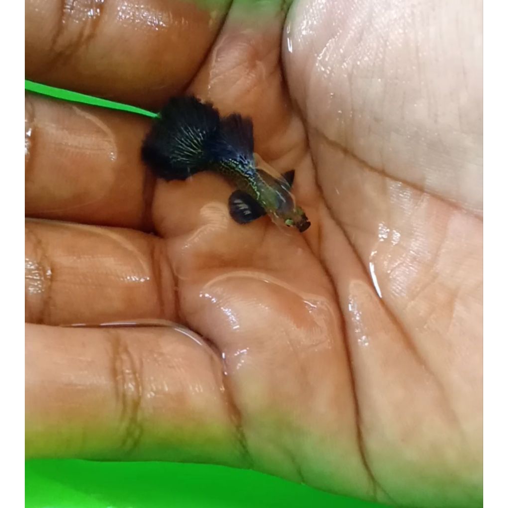 Guppy Blue Dragon Halfmoon Satu Pasang/Pair