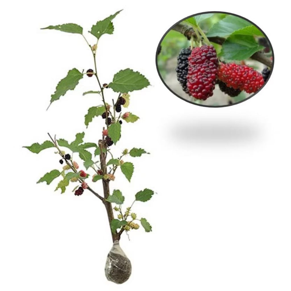 bibit murbei berbuah murbei berbuah murbei jenis Giant