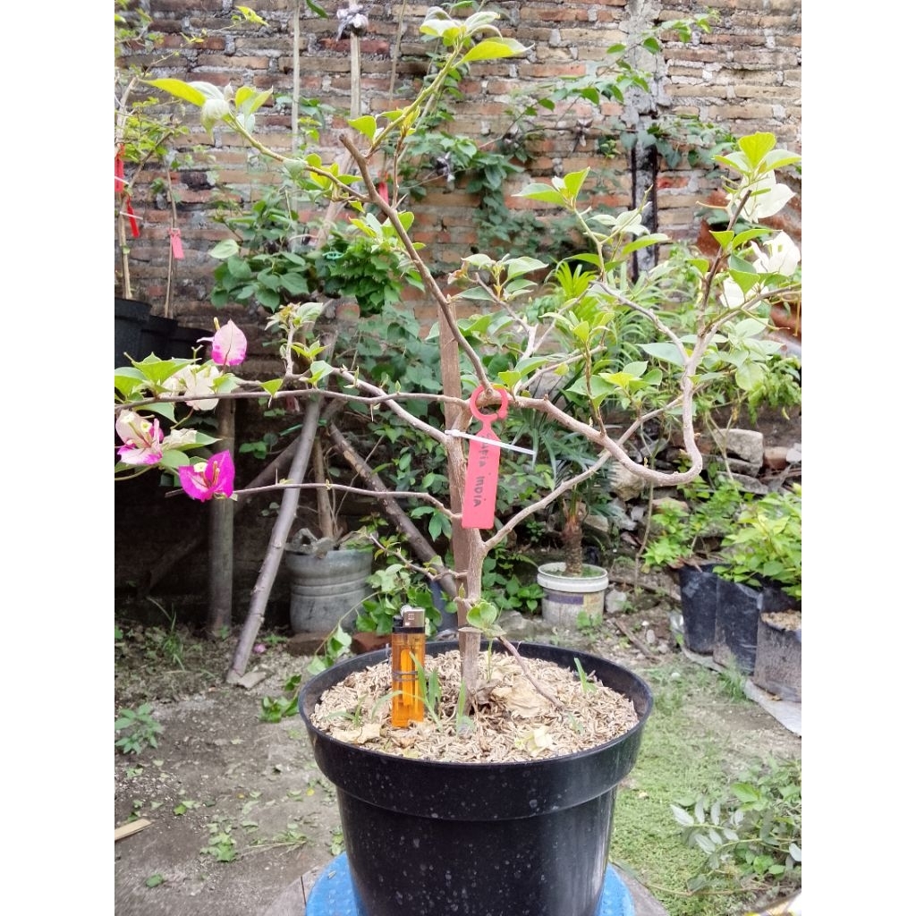 BUGENVIL SUFIA INDIANA 1