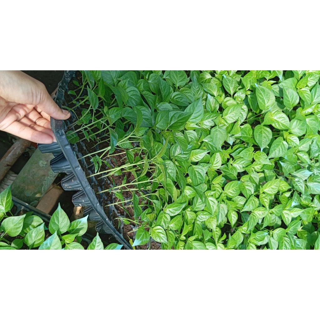 bibit cabe rawit, bibit cabe siap tanam, bibit