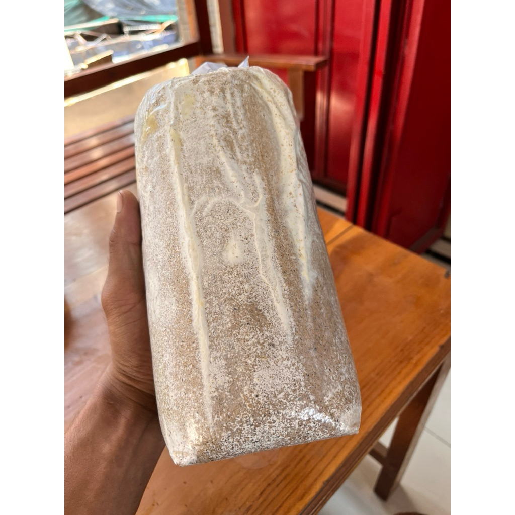 Baglog jamur tiram putih/bibit jamur F3/benih jamur