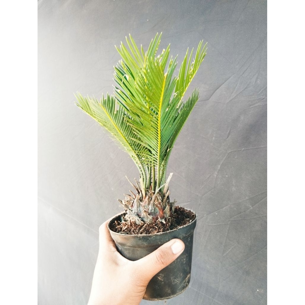 Tanaman hias palem sikas mawar jambe - palem sikas - mawar jambe