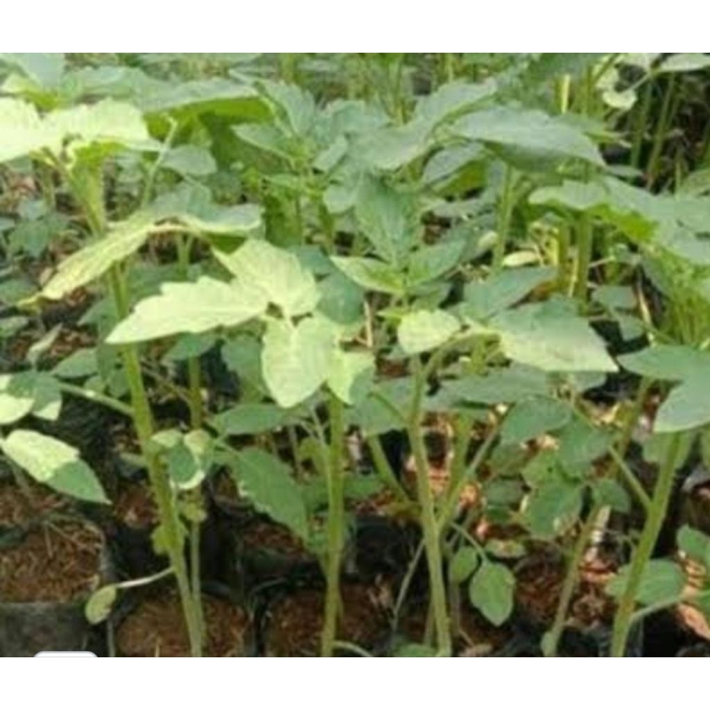 bibit tanaman buah tomat apel