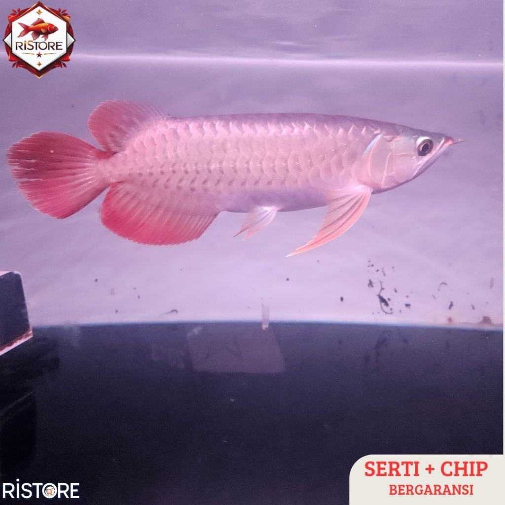 RISTORE Arwana Super Red Sertifikat dan Chip Lengkap Bergaransi Ikan Hias Berkualitas Tinggi