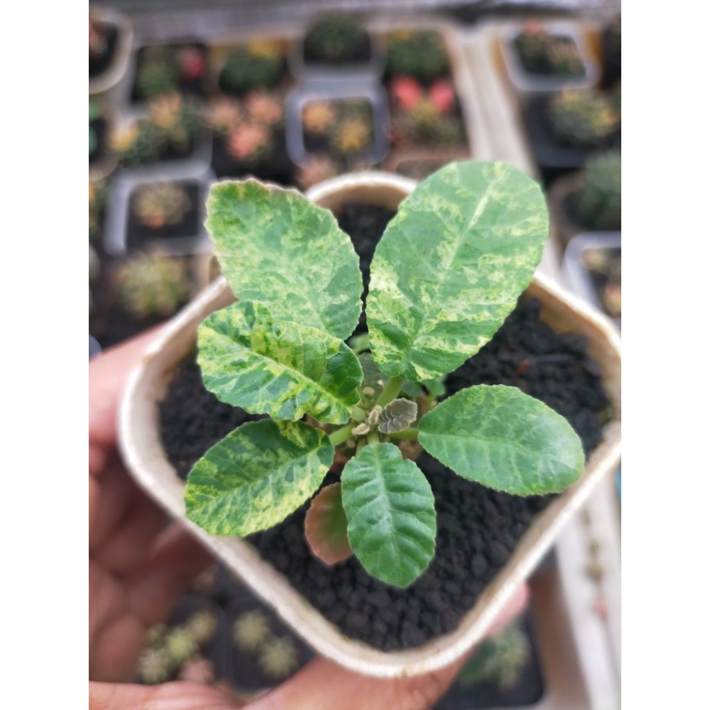 Dorstenia Foetida Variegata