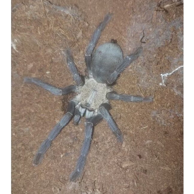 Cyriopagopus sp. Hati hati (pairs)