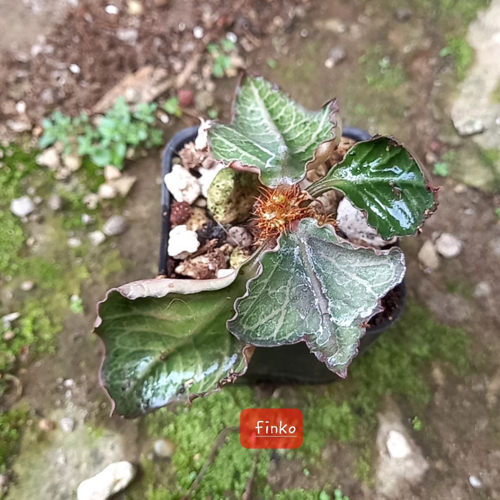 euphorbia francoisii crassicaulis maple leaf. (15)