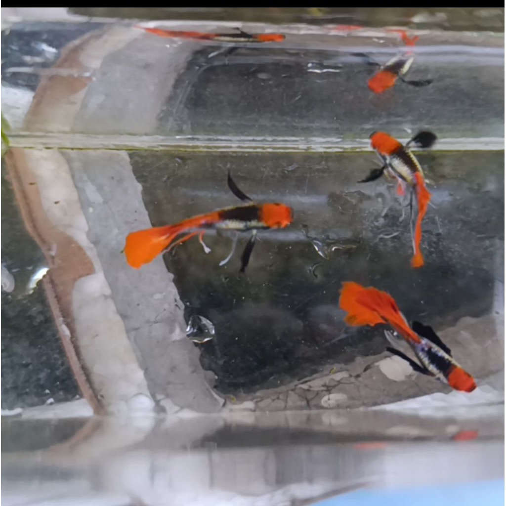 Guppy prtde koi ribbon Fin c long ear hiasan aquarium