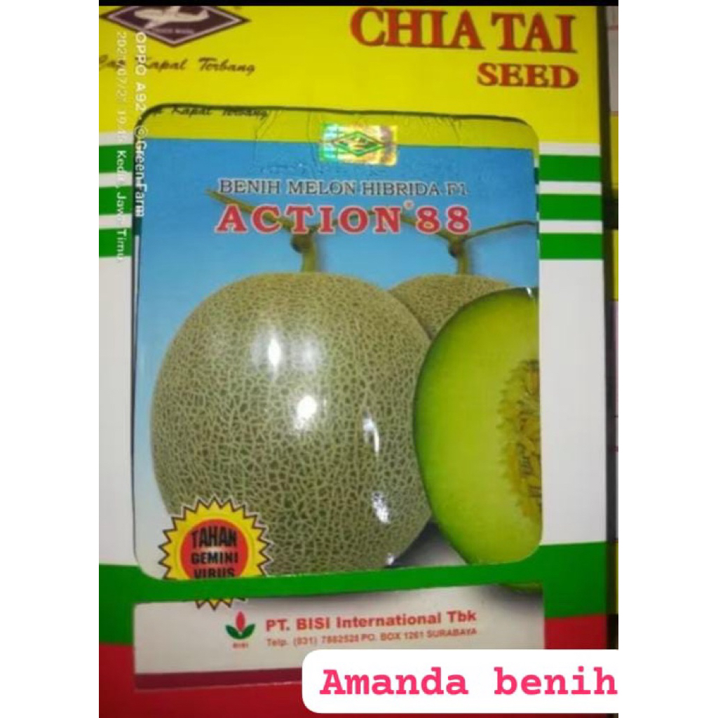 Benih melon ACTION 88