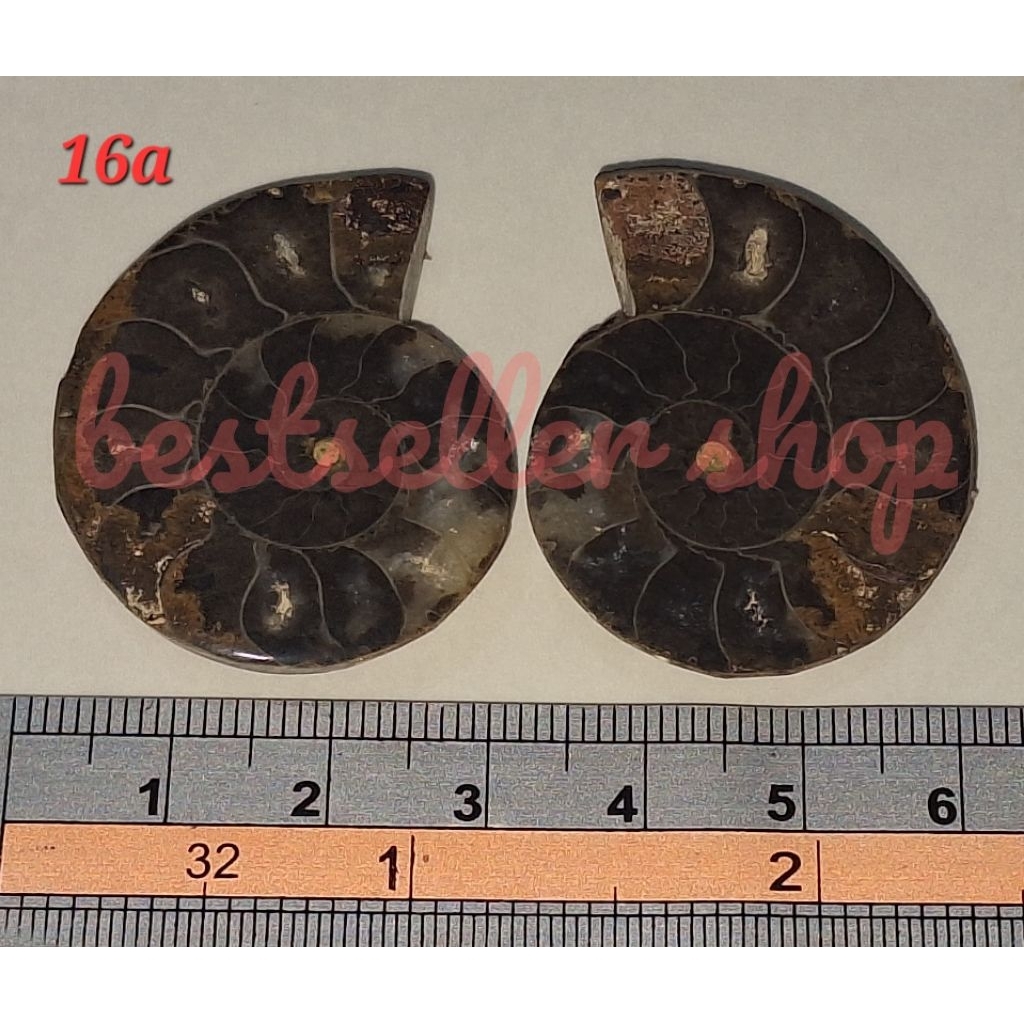 Batu Natural Ammonite Fossil berat ± 19 gram, Dim ± 36x30 mm (x2)