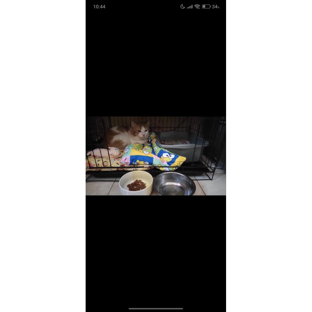 Kandang Kucing Bekas