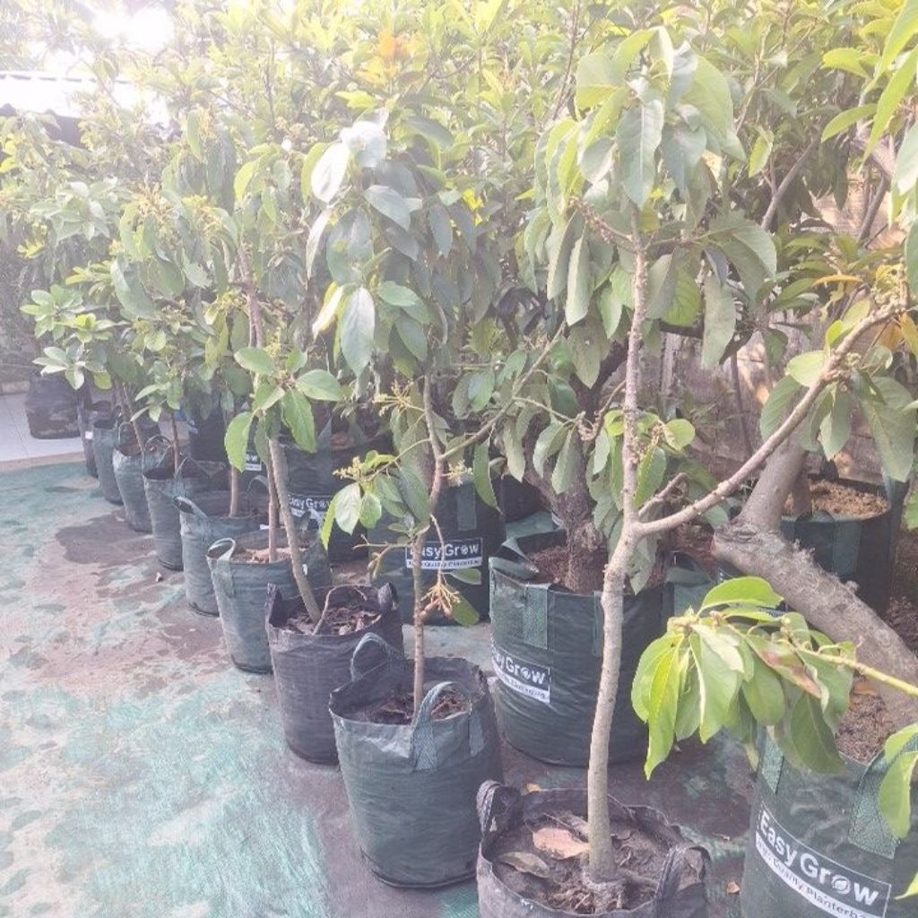 alpukat simond berbunga berbuah