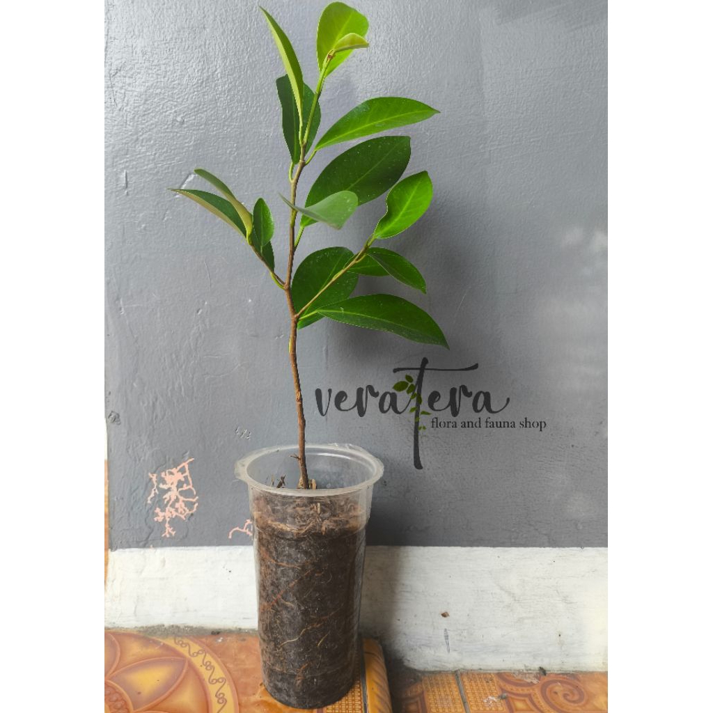 beringin iprik ( ficus retusa)