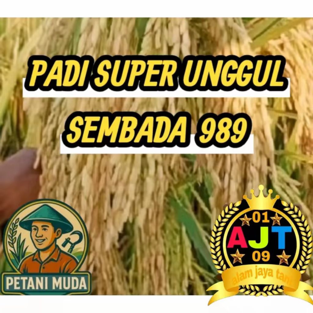 BENIH PADI HIBRIDA SEMBADA 989 SUPER UNGGUL 1KG BERKUALITAS ori