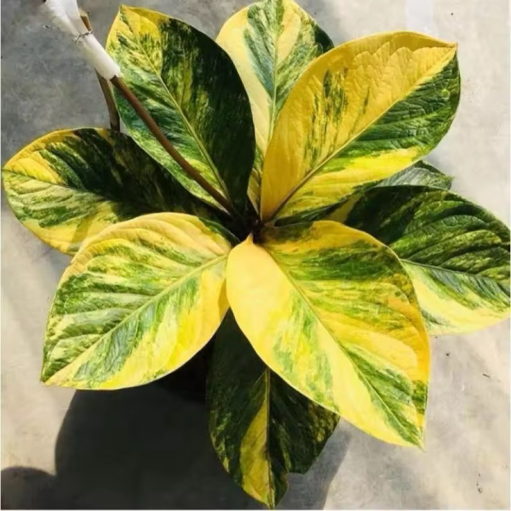 2 Biji Bibit Antorium Jemani Tornado Varigata kuning.