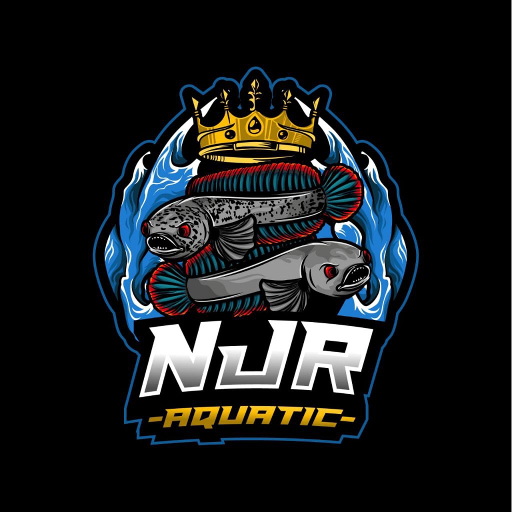 Extra Ketapang Super Pekat | Bagus untuk Channa Stewartii Karbialong