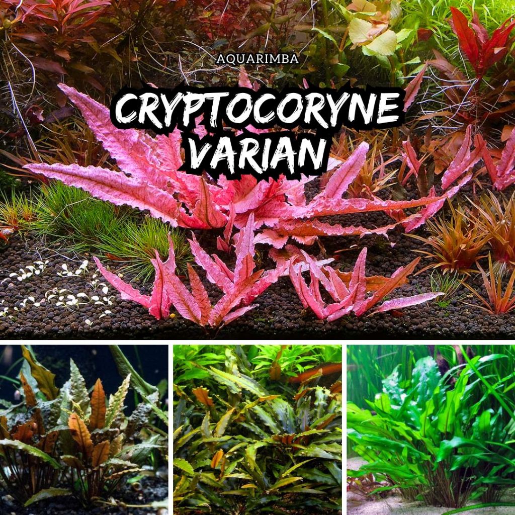 Cryptocoryne Wendtii Brown - Tanaman Aquascape Tanpa Co2 -  Tanaman Aquascape Pemula