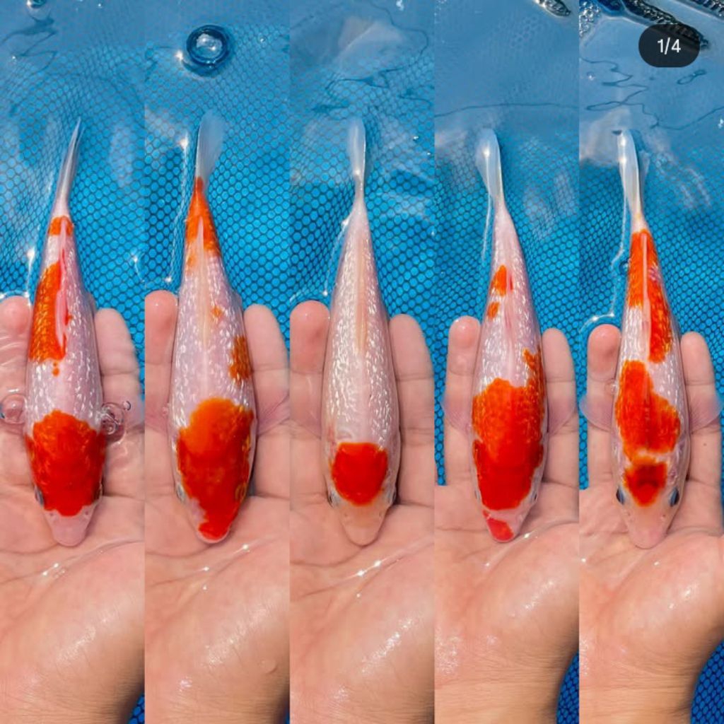 koi blitar size 13-15cm murah