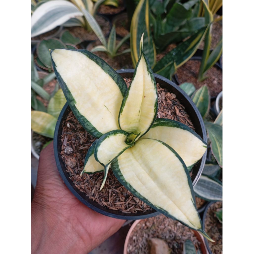 sansivera golden Wendy's mediopicta