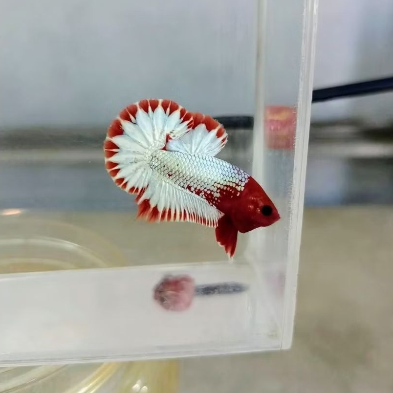 (PROMO) Plakat Male FCCP Red Head StarTail (FCCP RED HEAD)