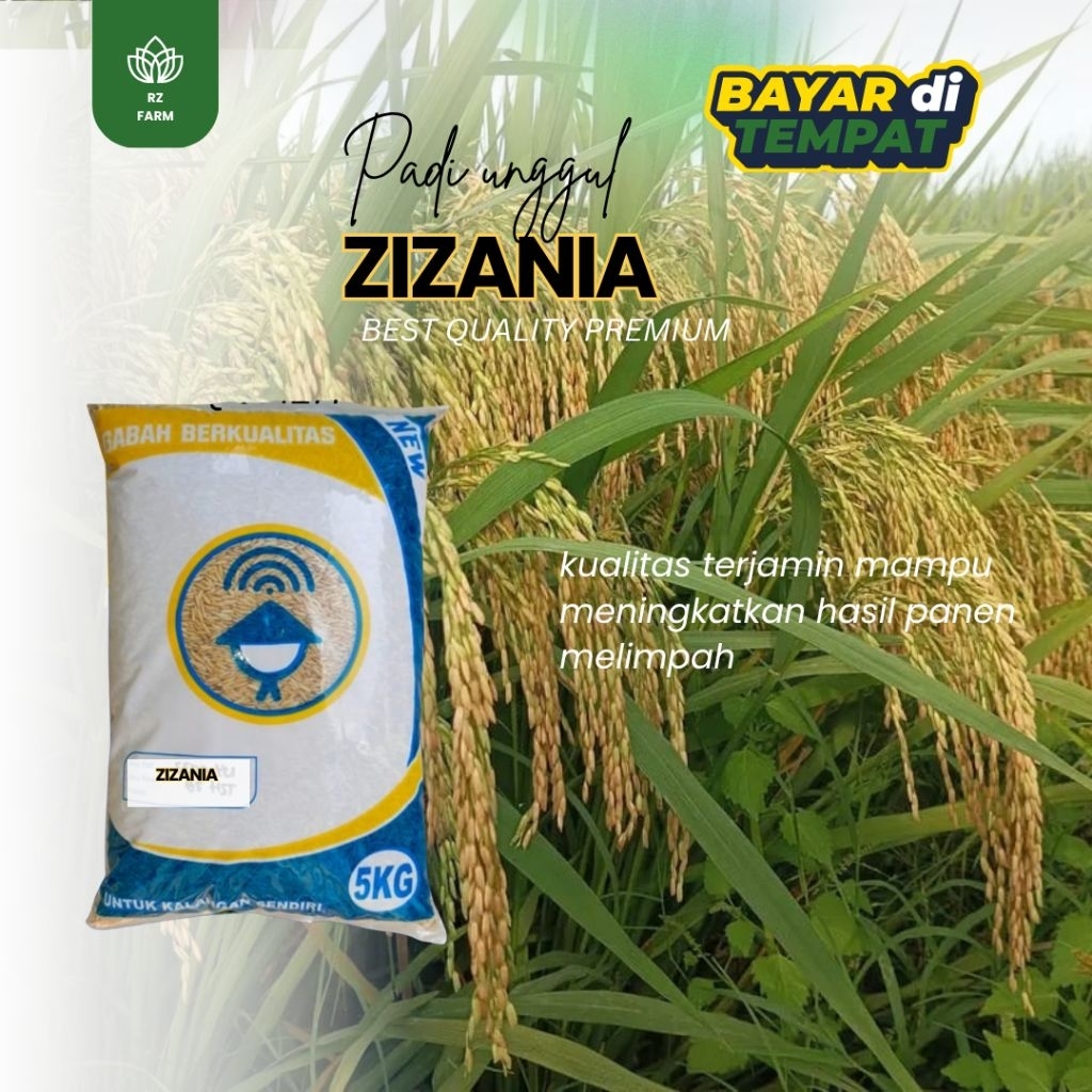 BENIH PADI UNGGUL ZIZANIA 5kg