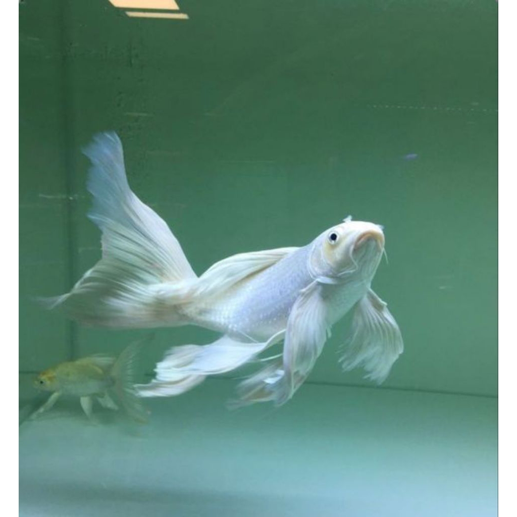 koi platinum slayer kumpay berkualitas grade A+ size 20-25cm