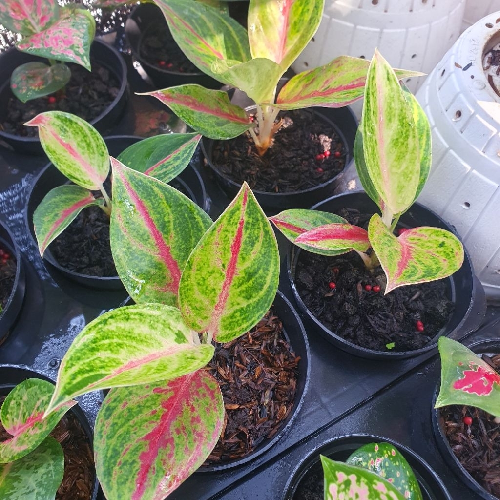 Aglaonema Red Panama Tanian Lokal