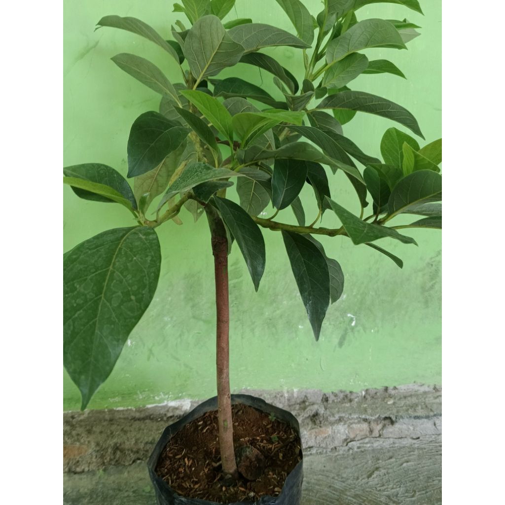 bibit alpukat pluwang