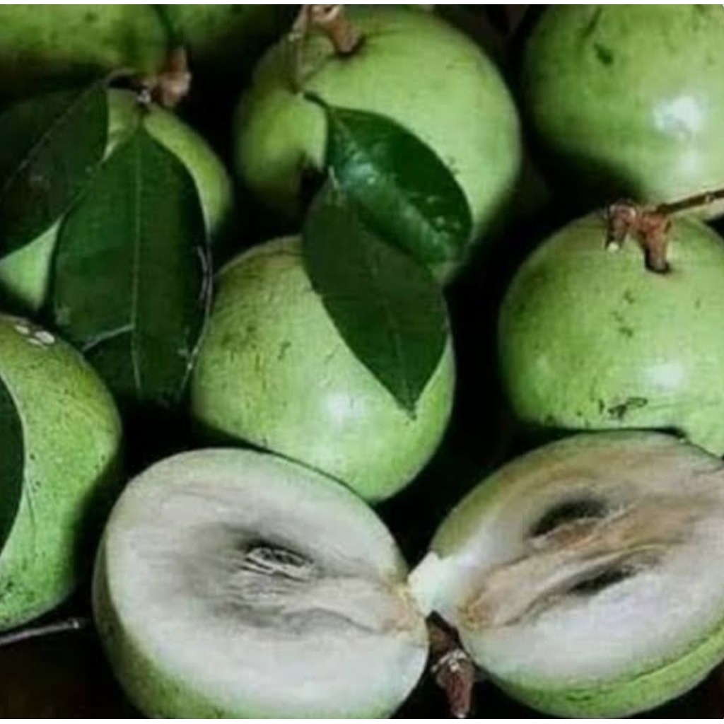 bibit tanaman buah kenitu hijau