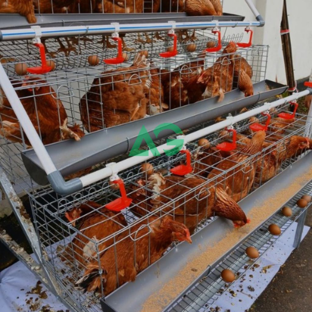 Paket Ayam Petelur 4 Ekor + 1 Set Kandang Batrei Skala Rumahan