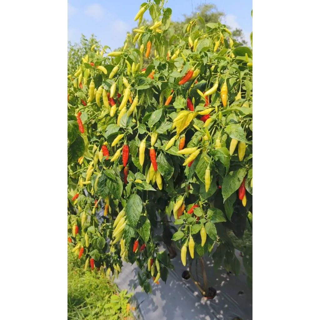 paket 50 bibit cabe rawit setan lokal berbuah lebat dan besaer besar