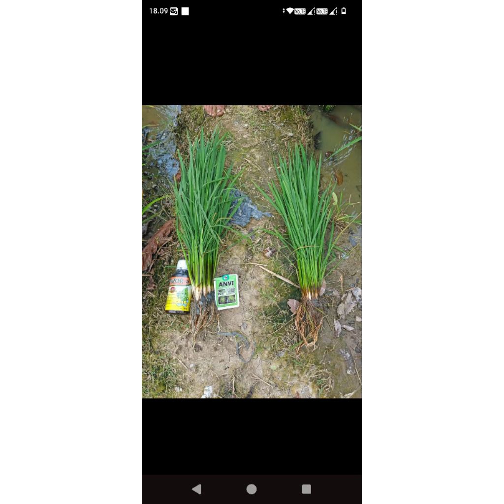 anti virus tanaman ANVI